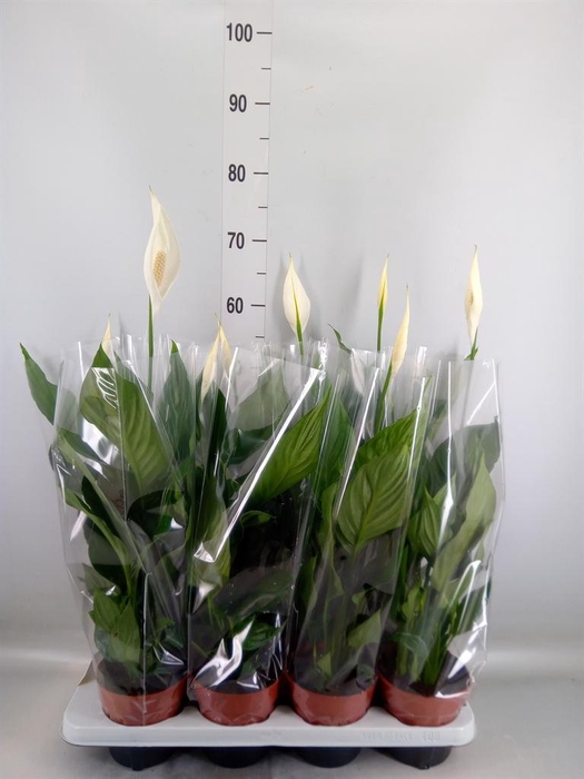 <h4>Spathiphyllum  'Sweet Chico'</h4>