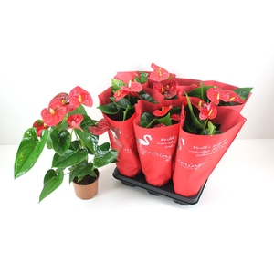Anthurium XL.9 Jambo Red 14cm