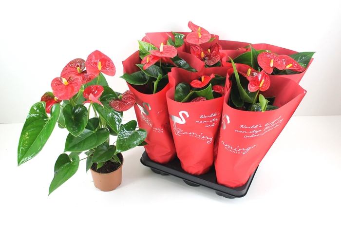 Anthurium XL.9 Jambo Red 14cm
