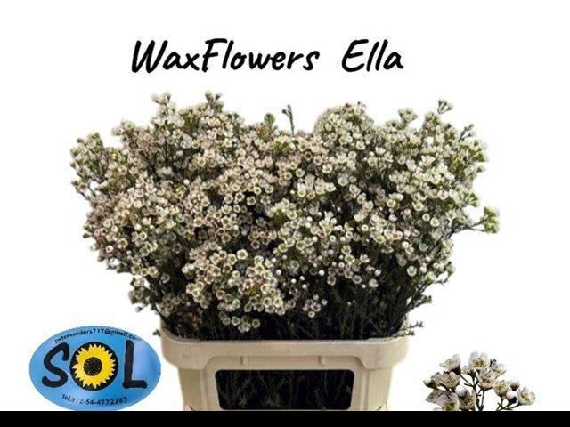 <h4>CHAME UN ELLA</h4>