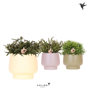 Kolibri Greens Rhipsalis mix in Scandic pot green mix