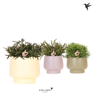 Kolibri Greens Rhipsalis mix in Scandic pot green mix