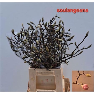 MAGNOLIA GRANDIFLORA