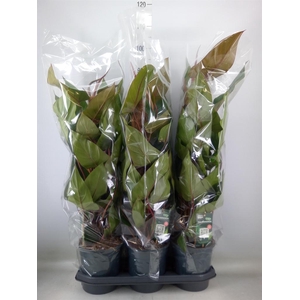 Philodendron  'Red Emerald'