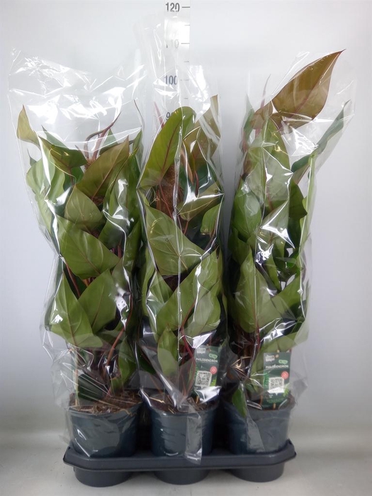 <h4>Philodendron  'Red Emerald'</h4>