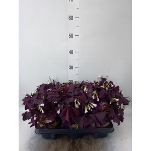 Oxalis trian. 'Mijke'