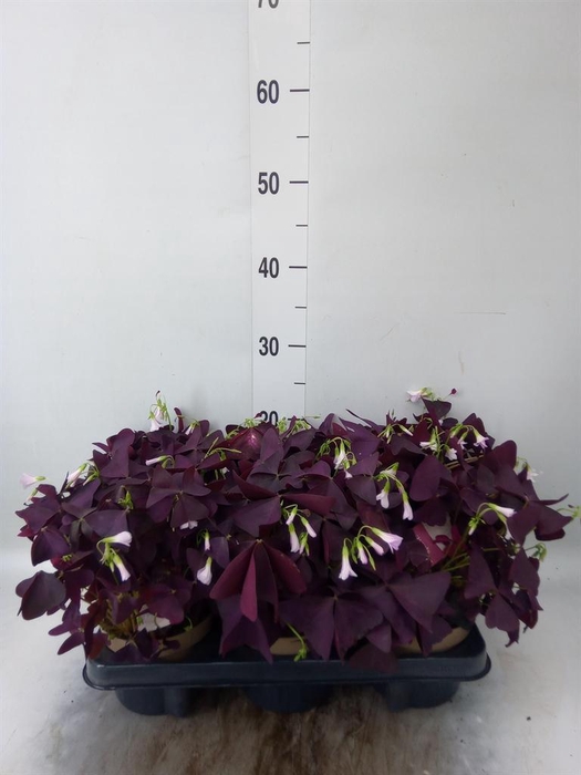 <h4>Oxalis trian. 'Mijke'</h4>