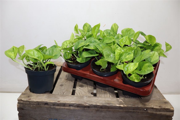 <h4>Epipr Global Green</h4>