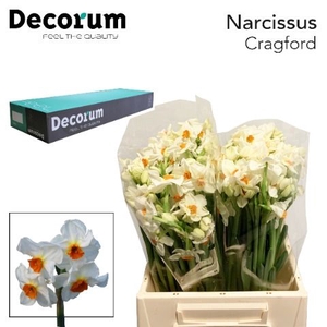 Narcissus Cragford Big box 300