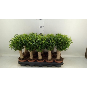 Ficus benja. 'Natasja'