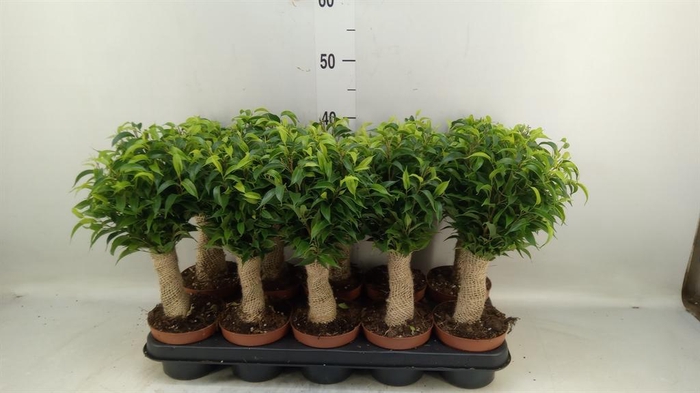 <h4>Ficus benja. 'Natasja'</h4>