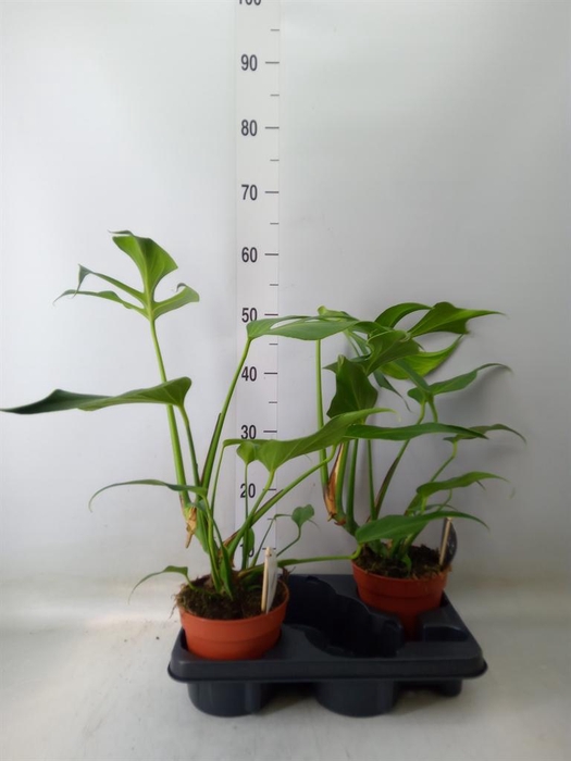 <h4>Monstera   ...</h4>