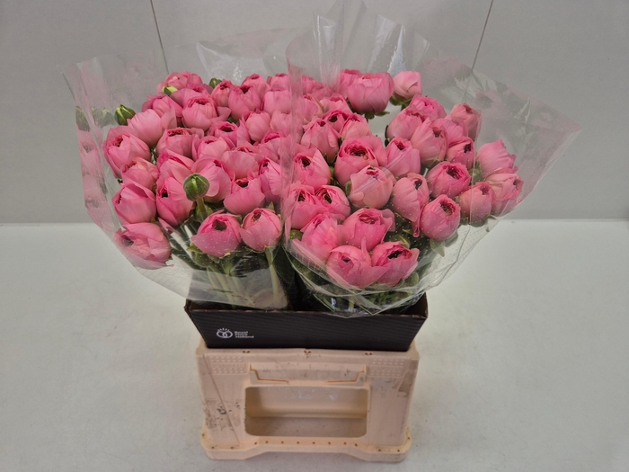 <h4>Ran Rosy Cheeks</h4>