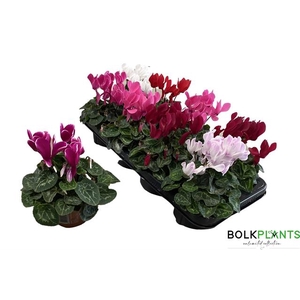 Cyclamen midi SS Macro 10,5Ø 22cm