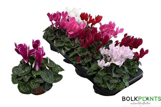 Cyclamen midi SS Macro 10,5Ø 22cm