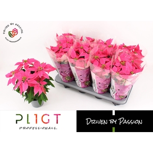 Princettia Dark Pink P12 Princettia Line