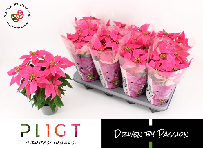 <h4>Princettia Dark Pink P12 Princettia Line</h4>