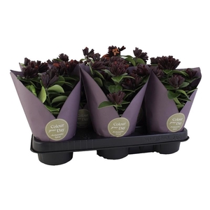 AESCHYNANTHUS-HYBRID