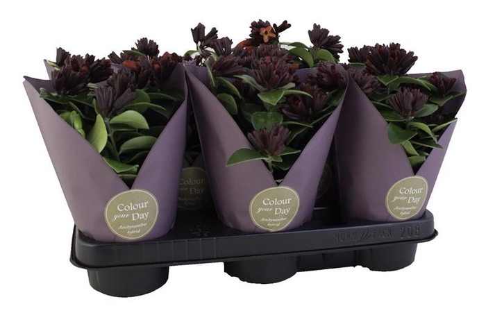 <h4>AESCHYNANTHUS-HYBRID</h4>