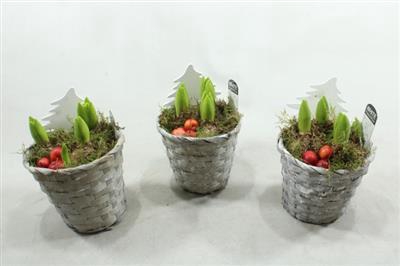 <h4>1145 Mnd Grey Hya</h4>