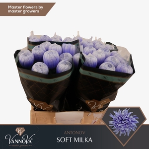 Chrysanten Chr g Antonov Soft Milka