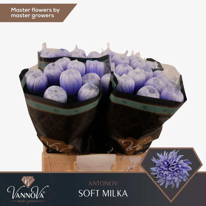 <h4>Chrysanten Chr g Antonov Soft Milka</h4>