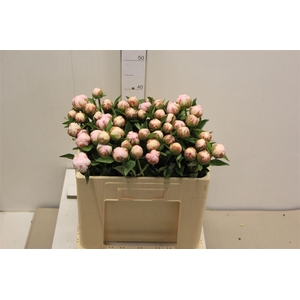 Paeo L Amalia Olson Nice!!