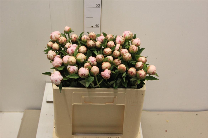 <h4>Paeo L Amalia Olson Nice!!</h4>