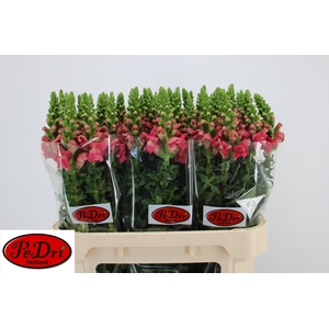 Antir Poto Rose