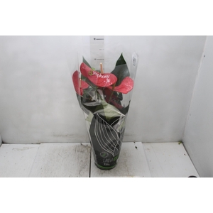 ANTHURIUM MINNESOTA P17 PREMIUM