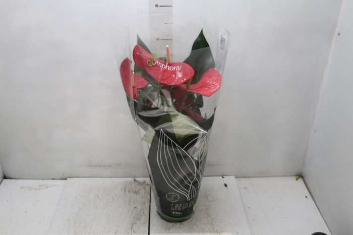<h4>ANTHURIUM MINNESOTA P17 PREMIUM</h4>