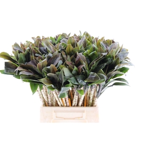 Cordyline Compacta Groen[rd]