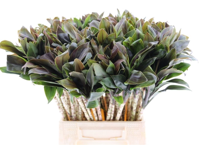 Cordyline Compacta Groen[rd]