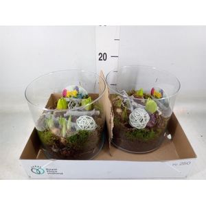 Arr.   Bol/Knolgewas L%