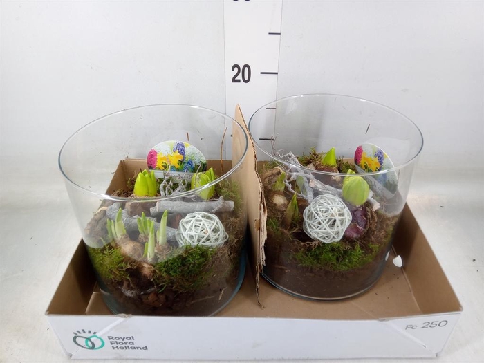 <h4>Arr. Bol/Knolgewas L%</h4>