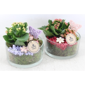 arr2 PL - Glas potje zwaar 285/6 - bordeaux/lila