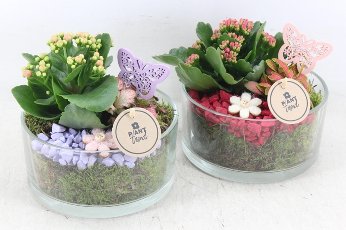 <h4>arr2 PL - Glas potje zwaar 285/6 - bordeaux/lila</h4>