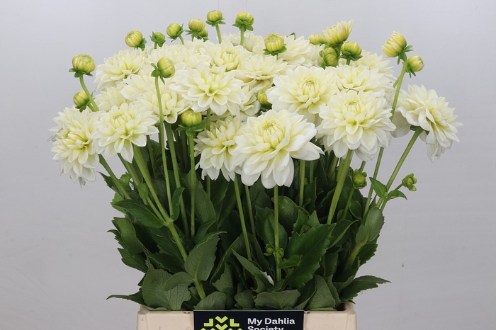 <h4>Dahlia Polar Ice</h4>