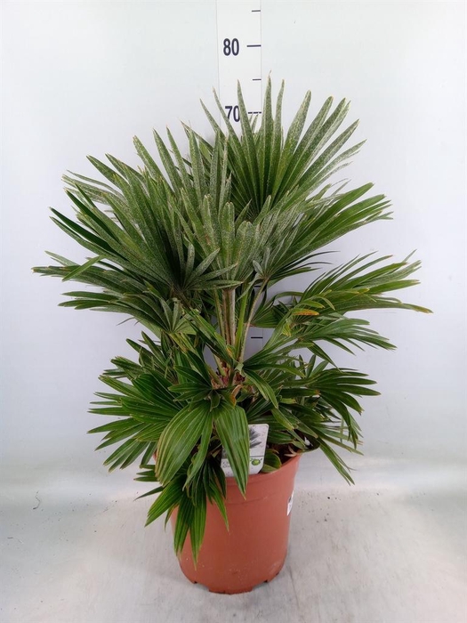 <h4>Chamaerops humilis</h4>