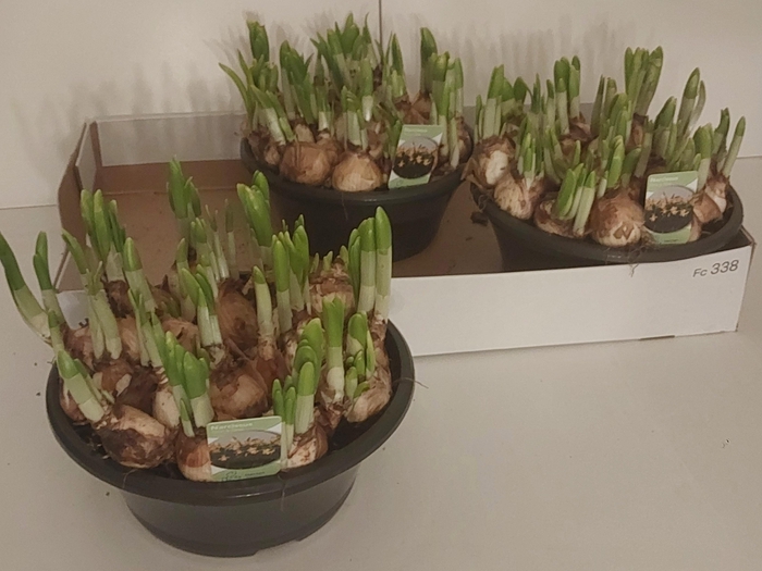 <h4>NARC O TETE A TETE</h4>