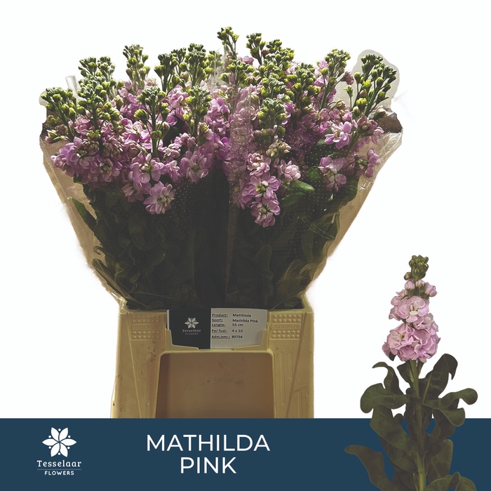 <h4>MATTH MATHILDA PINK</h4>