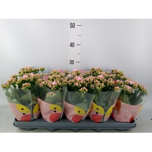 Kalanchoe  'MoreFlow Lillian'