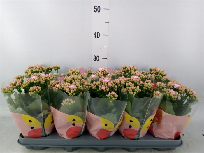 <h4>Kalanchoe  'MoreFlow Lillian'</h4>
