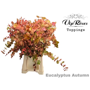 Euca Cinerea Autumn 300gr
