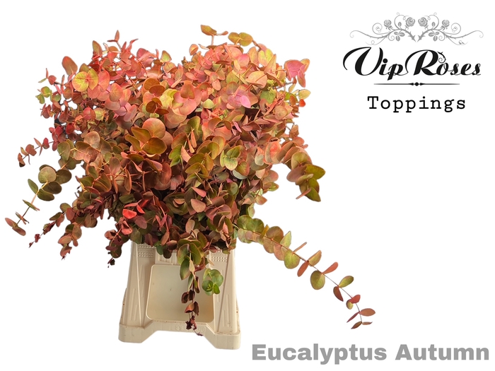 <h4>Euca Cinerea Autumn 300gr</h4>