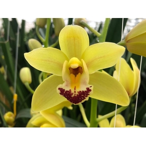 Cymbidium Mini Del Rey X15