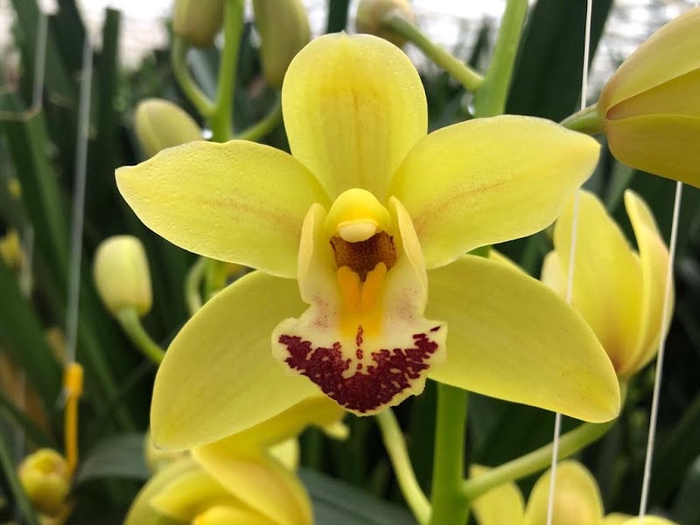 <h4>Cymbidium Mini Del Rey X15</h4>