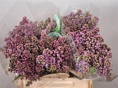 <h4>SYR V R V HORSTENST</h4>