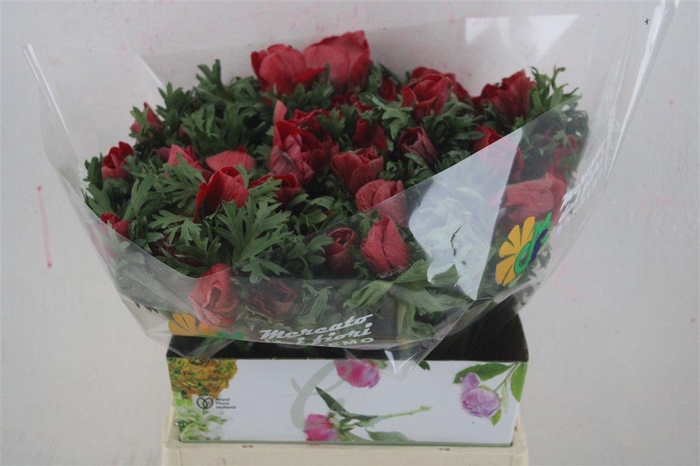 <h4>Anem Mistral Red</h4>