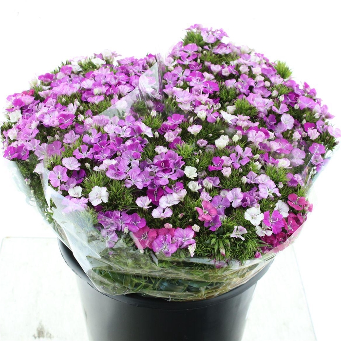 <h4>DI BARB AMAZON LAVENDER</h4>